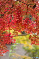 崇禅寺の秋Ⅱ