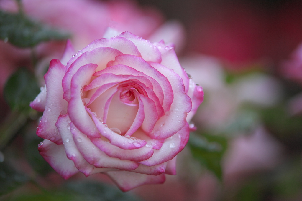 雨の日の薔薇♪5