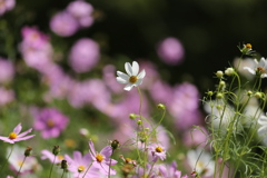 初秋の花農場♪2