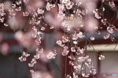 しだれ桜・西光院♪5