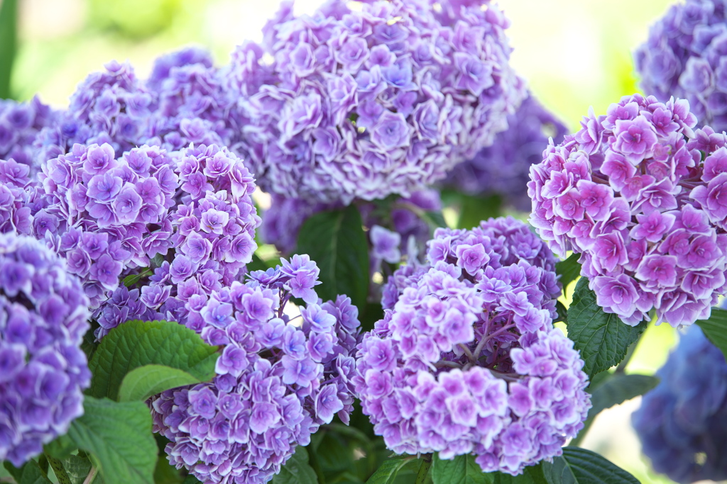 紫陽花♪4 by aomimi （ID：13585793） - 写真共有サイト:PHOTOHITO