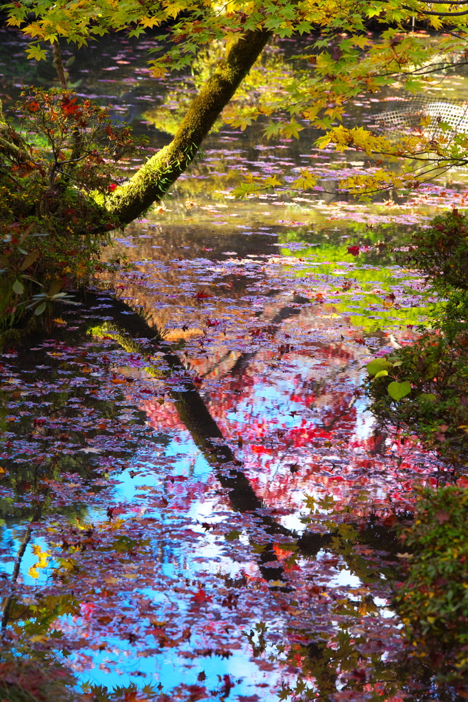 紅葉・逍遥園♪7