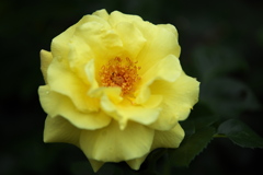 井頭公園の薔薇♪4