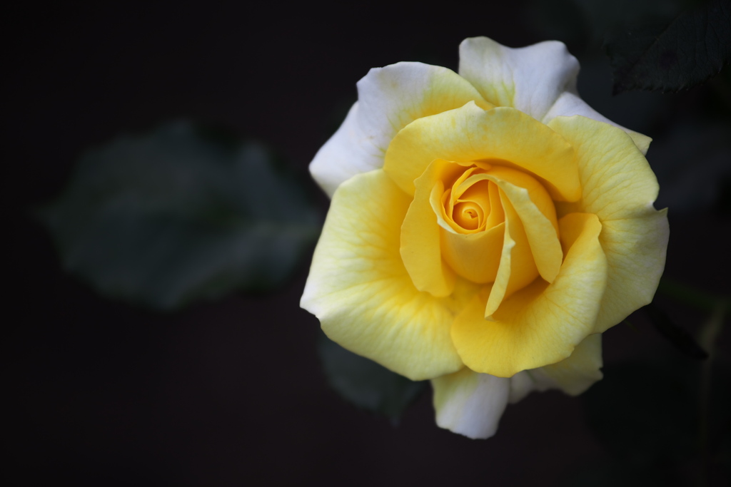 5月の薔薇♪25