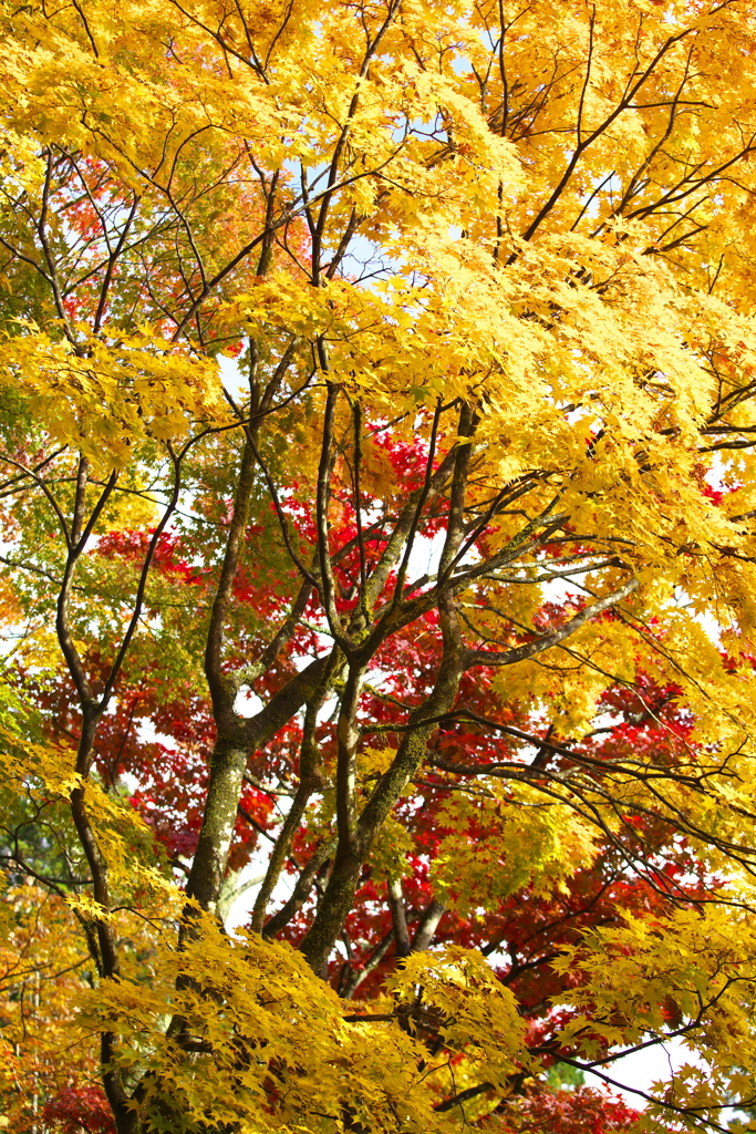 日光・紅葉の頃♪32