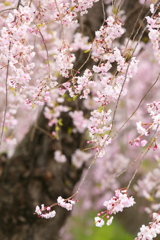 しだれ桜♪1