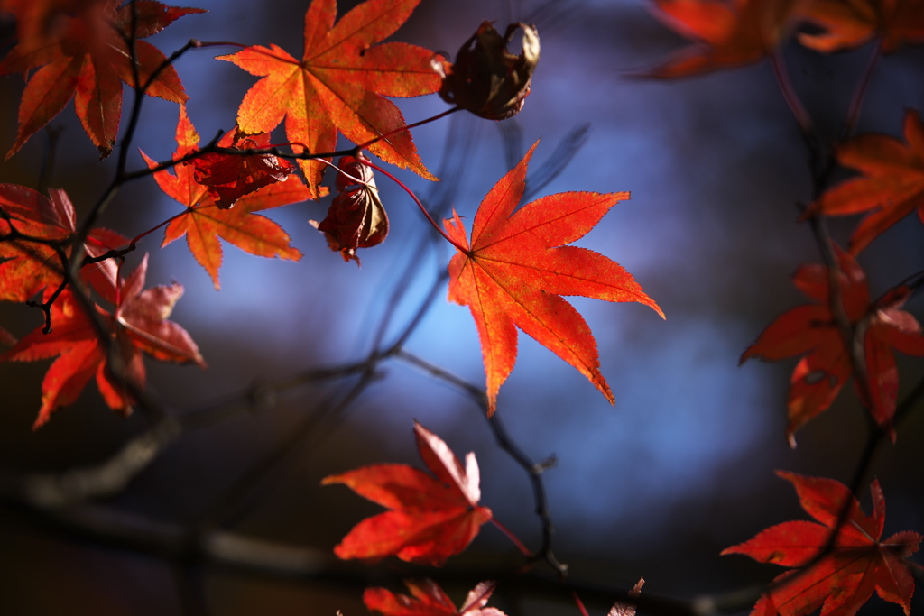 紅葉・古峯園♪2