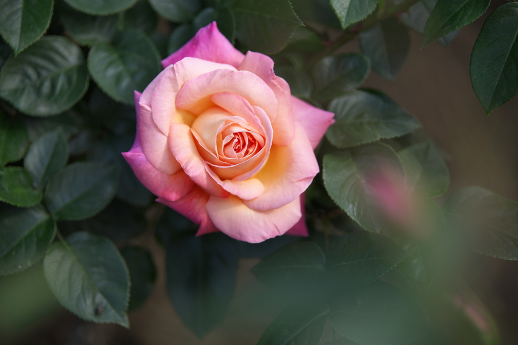 薔薇香る頃Ⅱ♪10
