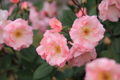 敷島公園の薔薇♪1