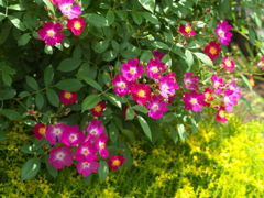 春の薔薇♪4