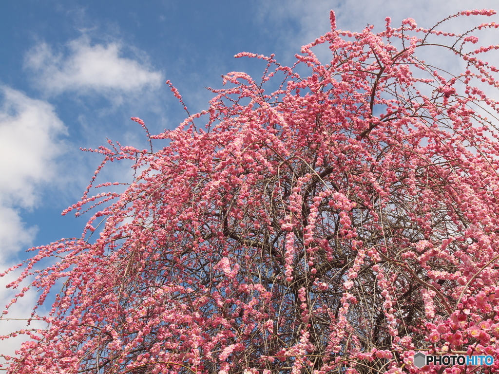 早春の万葉庭園♪5