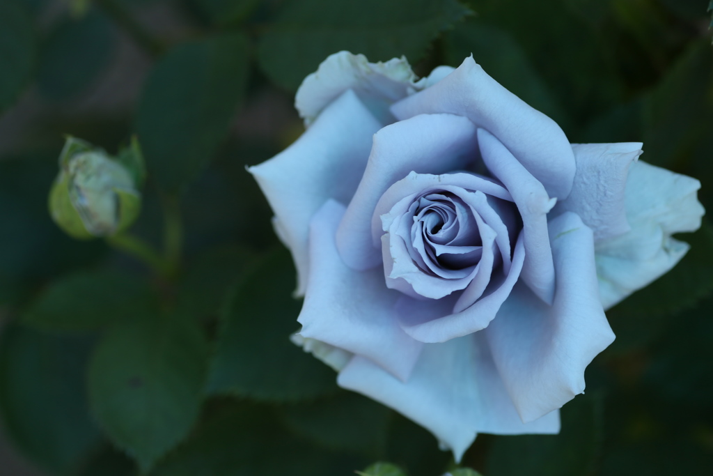 井頭公園の薔薇♪4