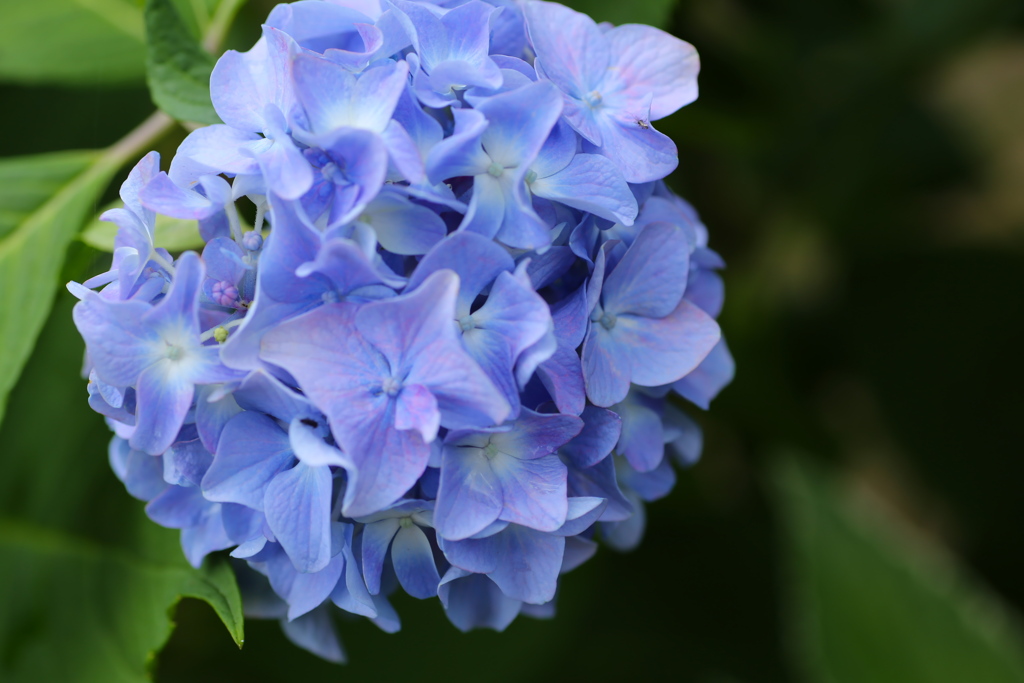 紫陽花の夢♪3