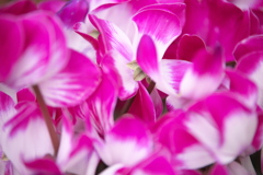 冬の華♪5