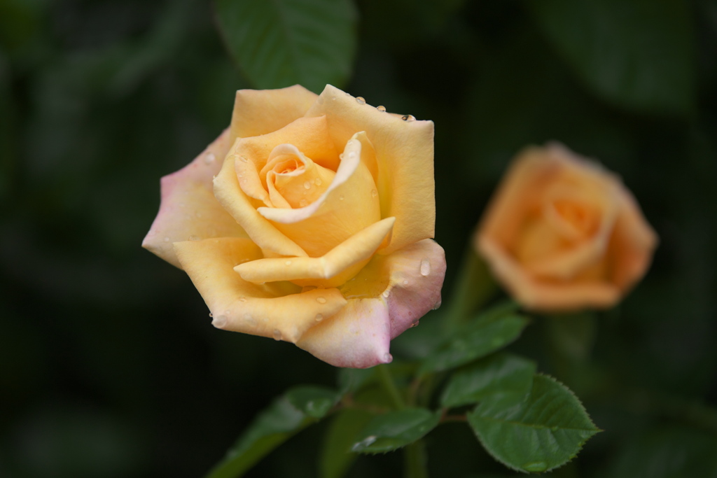 秋の薔薇♪2