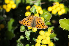 だいや川公園の秋♪2
