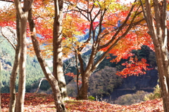 紅葉・富弘美術館♪3