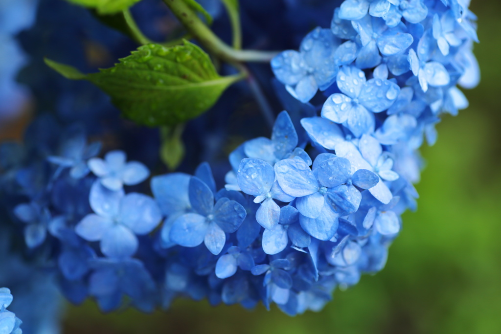 雨の日の紫陽花♪1