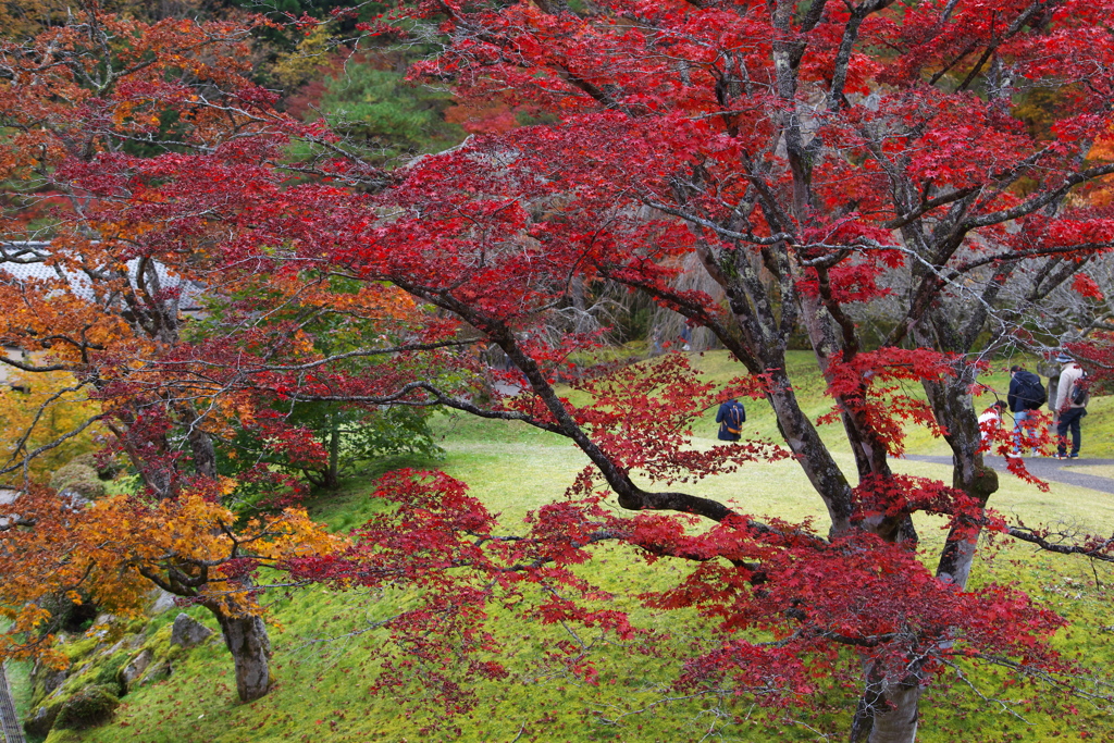 紅葉・古峯園♪7