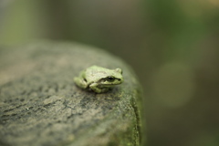 ひ・と・り