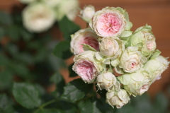 フラワーパークの夏♪5