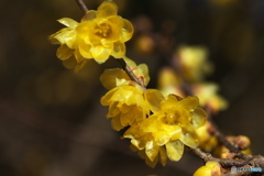 冬空に蝋梅香る