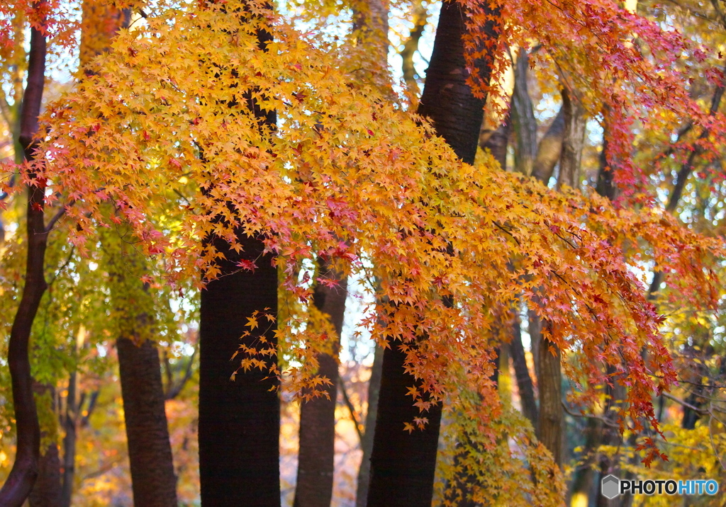 井頭公園の秋