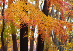 井頭公園の秋