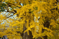 鑁阿寺・紅葉の頃♪16