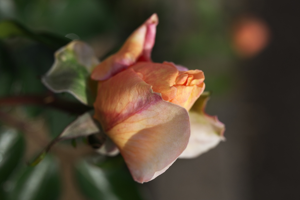 秋の薔薇♪4