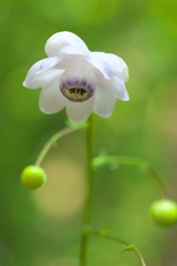自然園の夏Ⅱ♪5