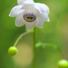 自然園の夏Ⅱ♪5