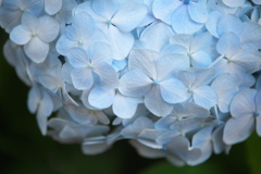 紫陽花・日枝神社♪4