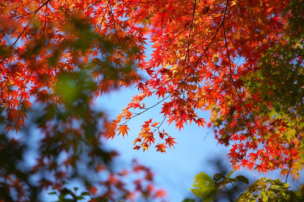 紅葉・古峰神社♪1