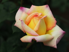 薔薇香る頃♪８