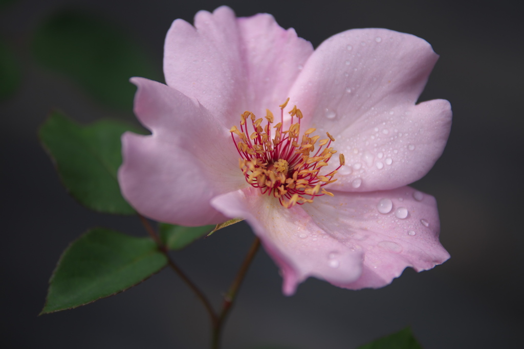 春の薔薇・井頭公園♪1
