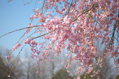 公園の春♪4