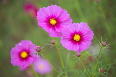 秋桜・鬼怒グリーンパーク♪15