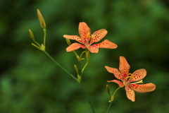 ヒオウギスイセン