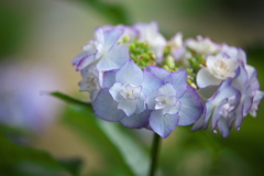 紫陽花・清水寺（せいすいじ）♪3