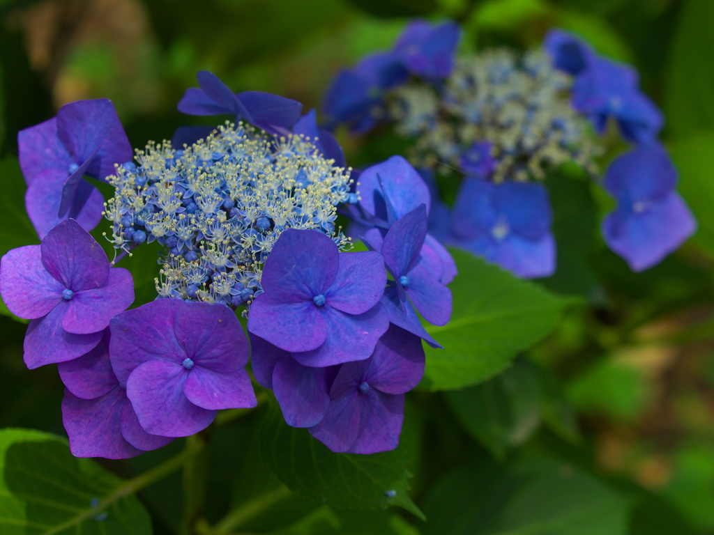 紫陽花の頃♪6