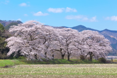 佐柄見の桜♪1