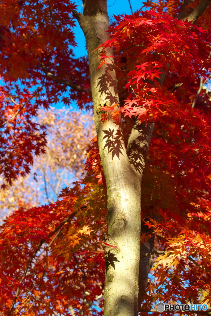 太平山の紅葉