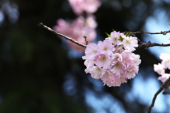 思川桜♪1