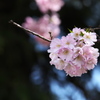 思川桜♪1