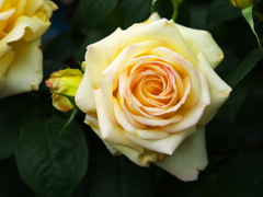 思い出の薔薇♪2