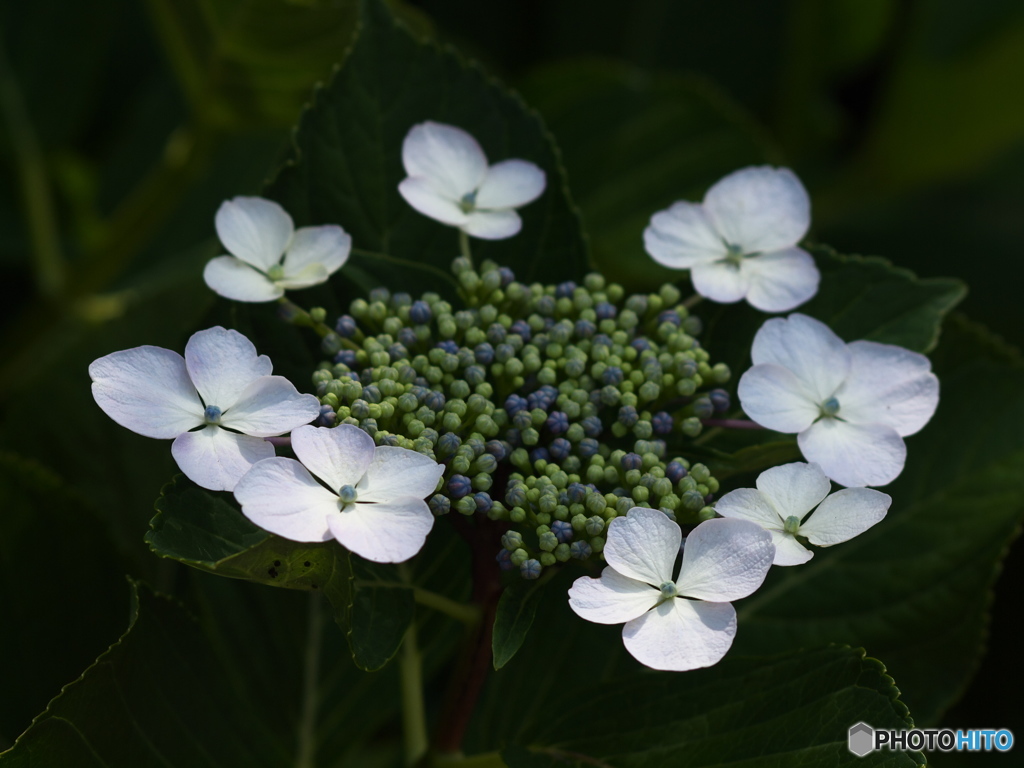 権現堂堤の紫陽花♪３