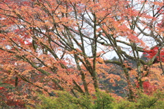 紅葉の頃・逍遥園♪6