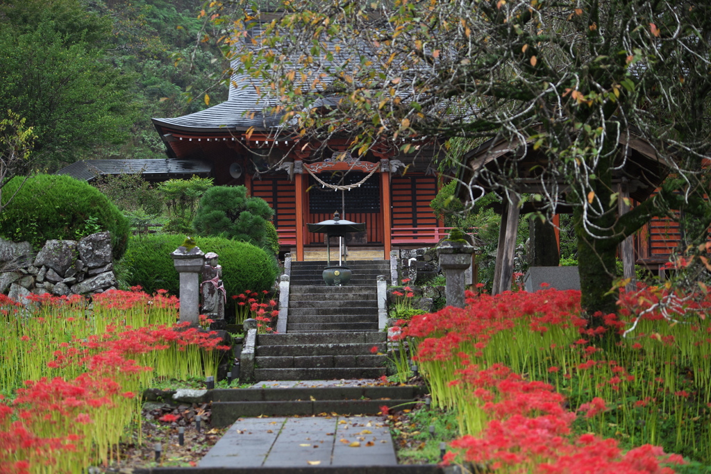 彼岸花の頃・常楽寺♪3