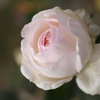 秋の薔薇♪8